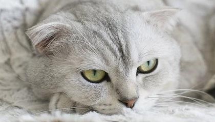 华体会hthapp下载-德国女子55公斤级举重选手在决赛中获得第六名，为妻子夺冠的德国举重选手