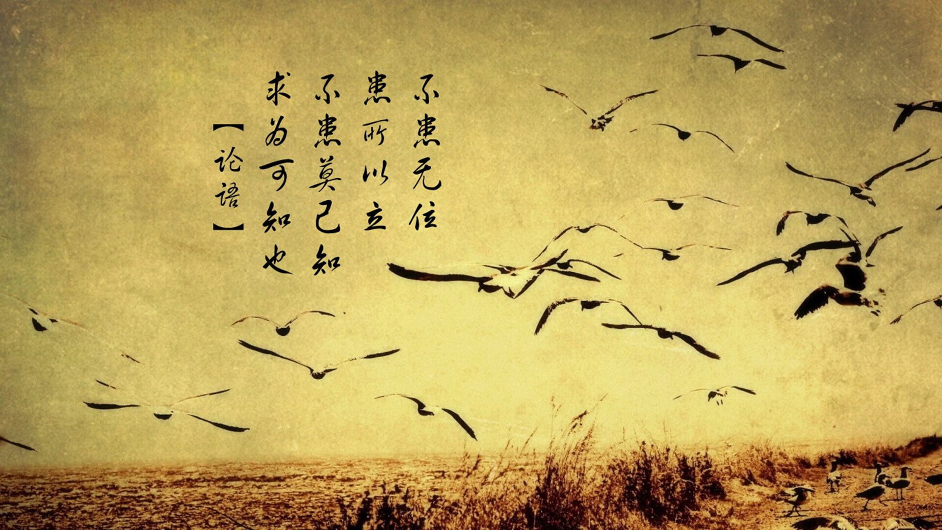“每秒激燃：点燃每一场比赛的极致激情”