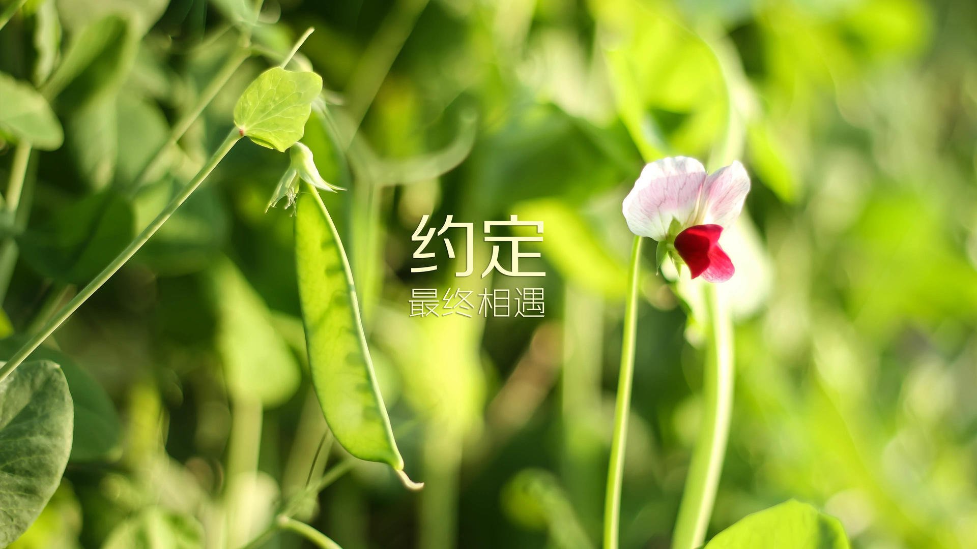 菲律宾奥委会主席期待杭州亚运会带来全新参赛体验。，菲律宾奥运会强项