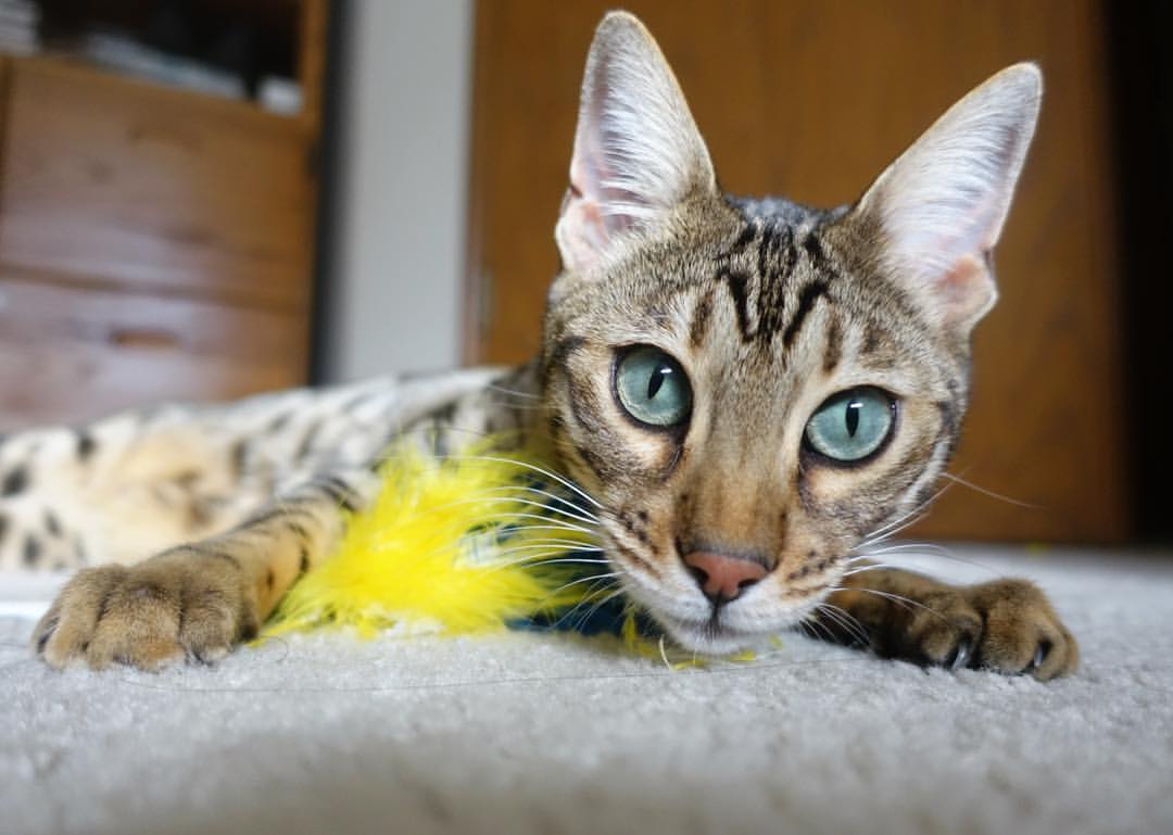 华体会hthapp下载-自由泳接力赛中立代表队A逆转夺胜，自由泳接力破纪录